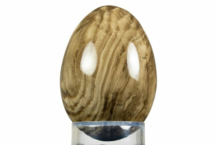 Polished Oligocene Petrified Wood (Pinus) Egg - Australia #309022